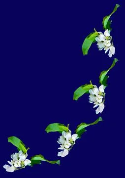 Frames - a branch of apple flowers on the blue background of the A4, vertical Stock Illustration