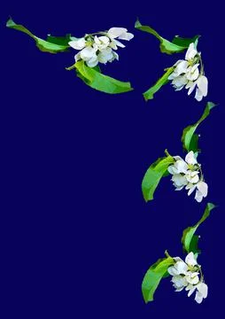 Frames - a branch of apple flowers on the blue background of the A4, vertical Stock Illustration