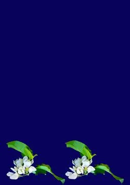 Frames - a branch of apple flowers on the blue background of the A4, vertical Stock Illustration