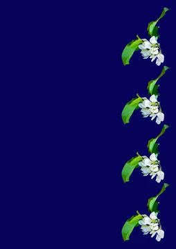 Frames - a branch of apple flowers on the blue background of the A4, vertical Stock Illustration