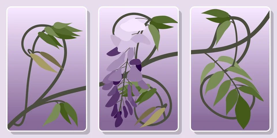 Frames with delicate clusters of lilac flowers of a climbing plant Stock Illustration