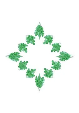 Frames of green oak leaves on a white sheet of A4 format, pastiche, graphics  Stock Illustration