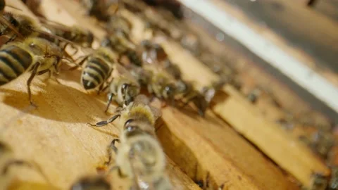 Frames in a hive with bees crawling through open and closed cells of honeycombs Stock Footage 218992933