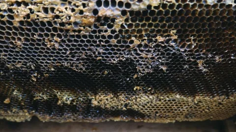 Frames with honey in the beehive. Preparing for harvesting. Stock Footage 169628349