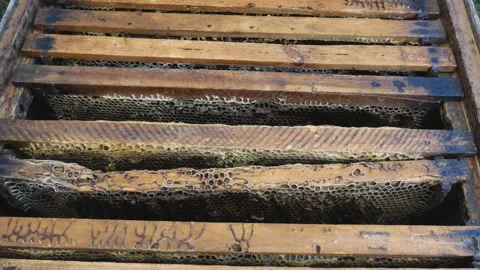 Frames with honey in the beehive. Preparing for harvesting. Stock Footage 170848885