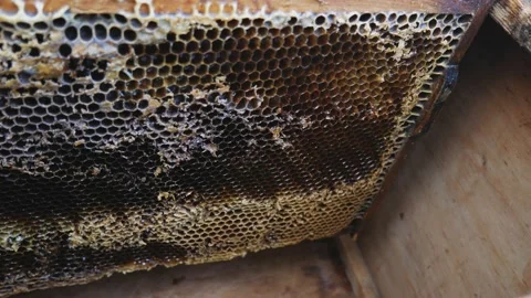 Frames with honey in the beehive. Preparing for harvesting. Stock Footage 171725917