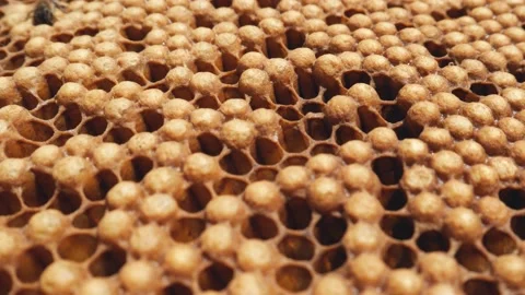 Frames with honey in the beehive. Preparing for harvesting. Stock Footage 233895207