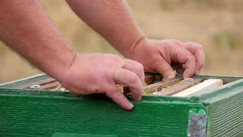 Frames with Honey Between Empty Frames in the Hive Stock Footage 135523240