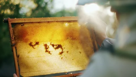Frames with honeycombs for bees in the hands of a beekeeper close-up in the sun Stock Footage 240671837
