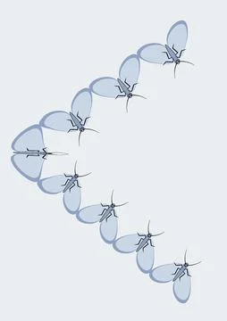 Frames of moths. Design element for the design of books, notebooks, postcards Stock Illustration