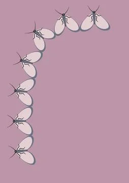 Frames of moths. Design element for the design of books, notebooks, postcards Stock Illustration