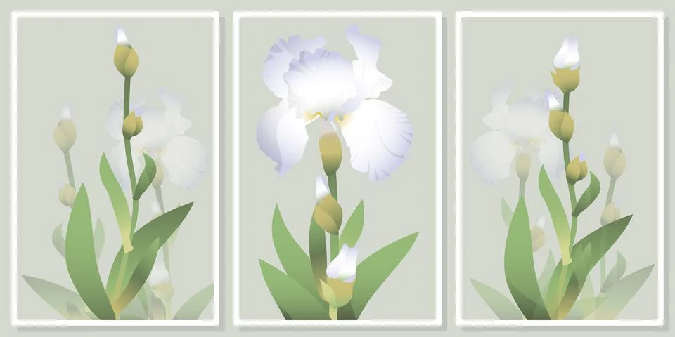 Frames with owith delicate white irises flowers wall art vector set - for w.. Stock Illustration