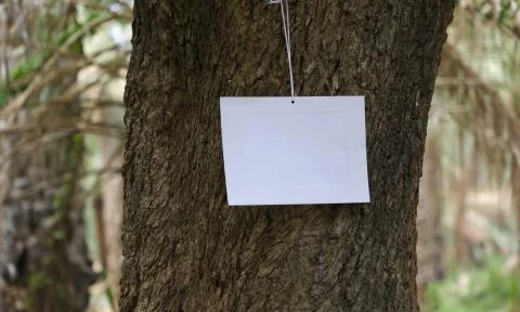 Frames of paper hanging with a rope of wool on the trunk of a mang Stock Photos