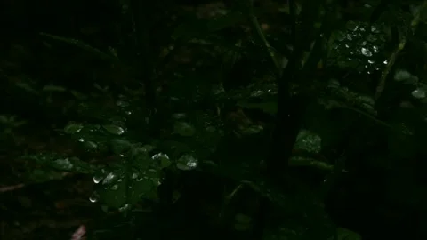 Frames of a rose bush from the root to the flowers with dew drops. Stock Footage 240137209