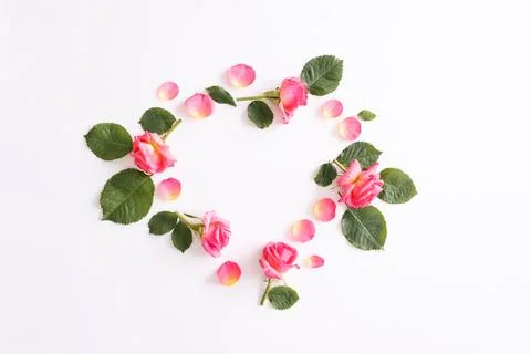 Frames of roses on a white background. The apartment lay. Stock Photos