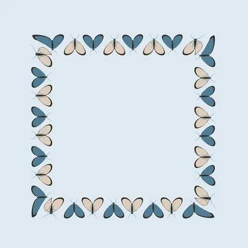 Frames on a square background - stylized moths - graphics. Design elements 스톡 일러스트