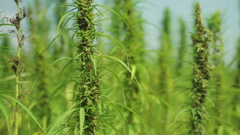  Frames of technical hemp from which I make ropes, oil, seeds, clothes and much  Stock Footage 233816193