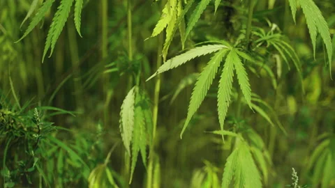  Frames of technical hemp from which I make ropes, oil, seeds, clothes and much  Stock Footage 233816215