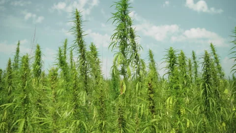  Frames of technical hemp from which I make ropes, oil, seeds, clothes and much  Stock Footage 233816289