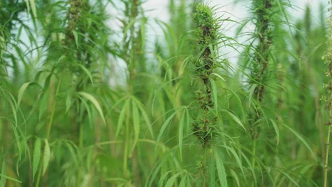  Frames of technical hemp from which I make ropes, oil, seeds, clothes and much  Stock Footage 233816993