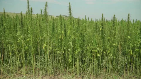  Frames of technical hemp from which I make ropes, oil, seeds, clothes and much  Stock Footage 233817011