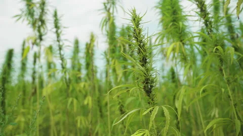  Frames of technical hemp from which I make ropes, oil, seeds, clothes and much  Stock Footage 233817067