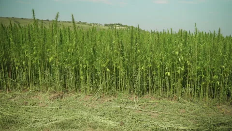  Frames of technical hemp from which I make ropes, oil, seeds, clothes and much  Stock Footage 233817094