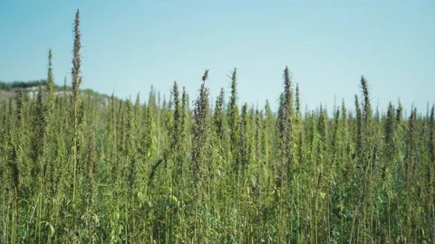  Frames of technical hemp from which I make ropes, oil, seeds, clothes and much  Stock Footage 233817569