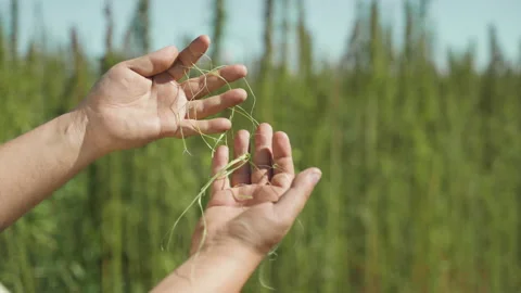  Frames of technical hemp from which I make ropes, oil, seeds, clothes and much  Stock Footage 233818441