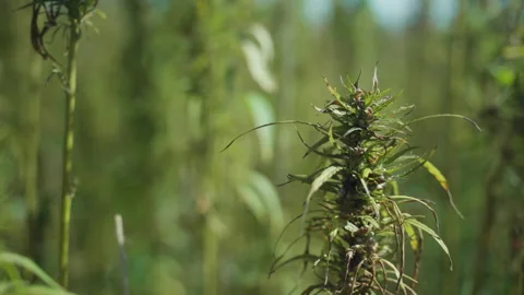  Frames of technical hemp from which I make ropes, oil, seeds, clothes and much  Stock Footage 233818930