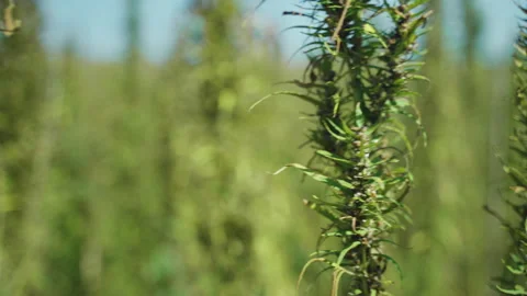  Frames of technical hemp from which I make ropes, oil, seeds, clothes and much  Stock Footage 233819187