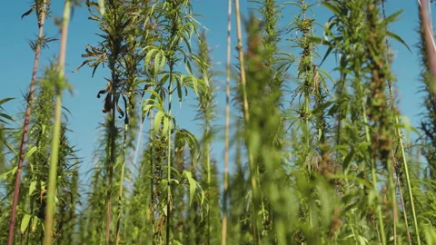  Frames of technical hemp from which I make ropes, oil, seeds, clothes and much  Stock Footage 233819522