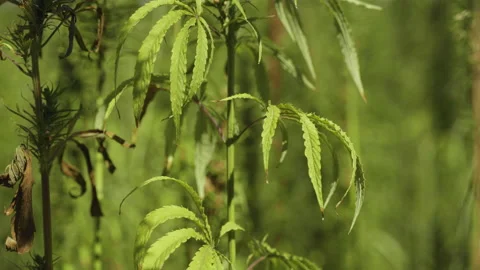  Frames of technical hemp from which I make ropes, oil, seeds, clothes and much  Stock Footage 233820276