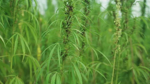  Frames of technical hemp from which I make ropes, oil, seeds, clothes and much  Stock Footage 233821595