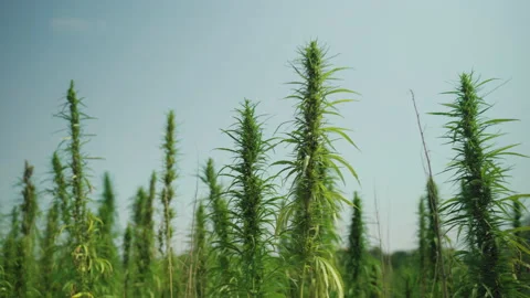  Frames of technical hemp from which I make ropes, oil, seeds, clothes and much  Stock Footage 233821596