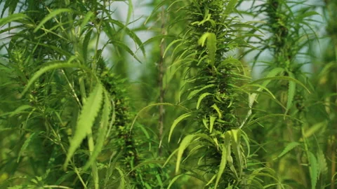  Frames of technical hemp from which I make ropes, oil, seeds, clothes and much  Stock Footage 233822121