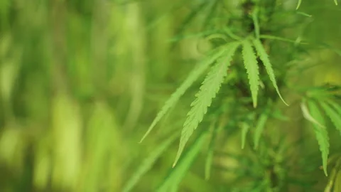  Frames of technical hemp from which I make ropes, oil, seeds, clothes and much  Stock Footage 233822189