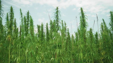  Frames of technical hemp from which I make ropes, oil, seeds, clothes and much  Stock Footage 233822635