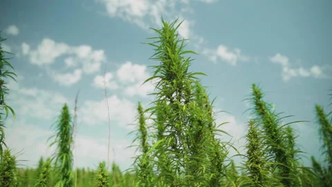  Frames of technical hemp from which I make ropes, oil, seeds, clothes and much  Stock Footage 233824708