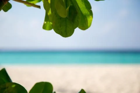 Frames with a view to the beach and green leaves on side Stock Photos