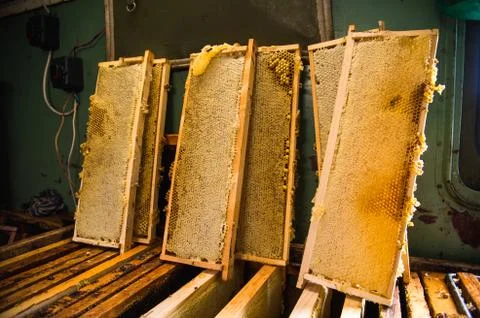 Frames in which is stored Unfinished fresh honey in honeycombs Stock Photos