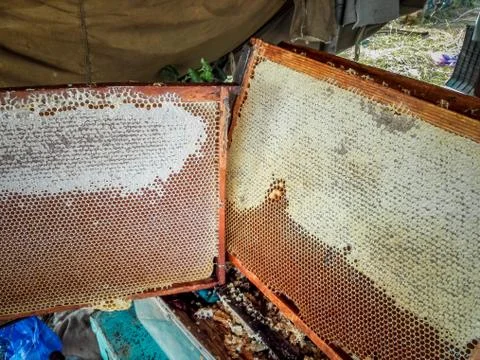 Framework with honey, honeycombs Stock Photos