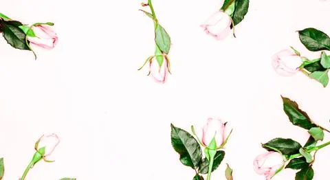 Framework from roses, Flat lay. Stock Photos