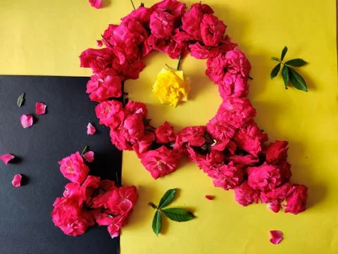 Framework from roses. One yellow rose surrounded by pink roses. Stock Photos