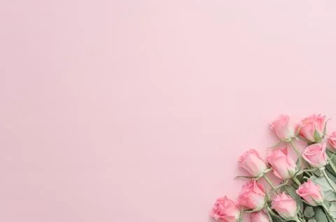 Framework from roses on pink background. Flat lay. Stock Photos