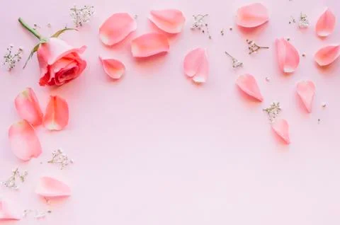 Framework from roses on pink background. 스톡 사진