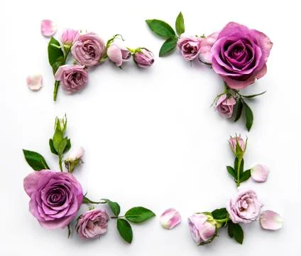 Framework from roses on white background. Stock Photos