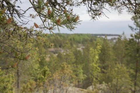 Framing the frame with pine branches with cones Stock Photos