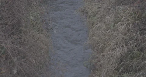 Framing with geometric composition of a stream flowing among tall grass 库存影片 146995296