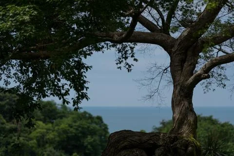 Framing. The sea through the tree. View of the Black Sea, Botanical Garden Stock Photos
